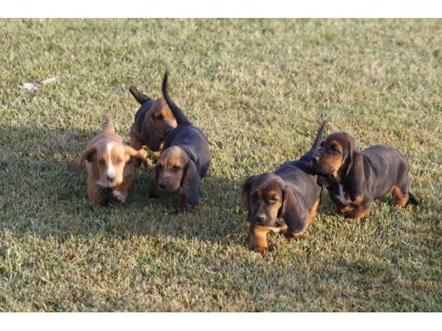 9 Basset Hound puppies for sale