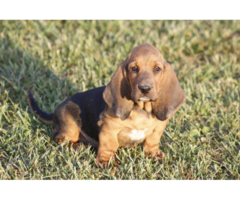 9 Basset Hound puppies for sale