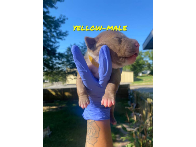 American Pitbull Puppies