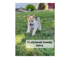 5 Pomsky puppies for sale