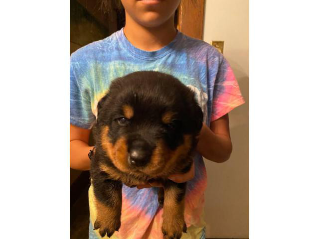 3 male Rottweiler puppies for sale
