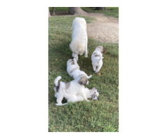9 weeks old Great Pyrenees puppies for sale