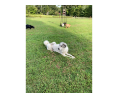 9 weeks old Great Pyrenees puppies for sale