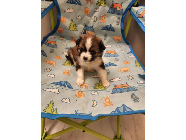 2 Papillon puppies for sale