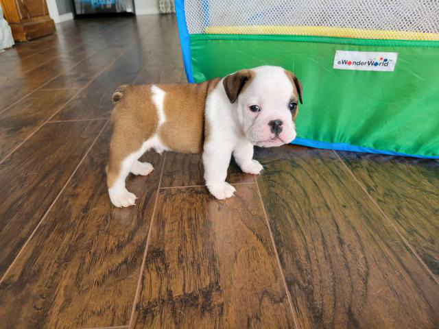 Purebred English Bulldog puppies for sale