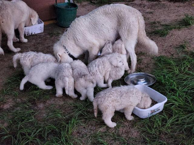 6 Purebred Great Pyrenees puppies