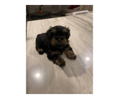 4 Morkie puppies for sale