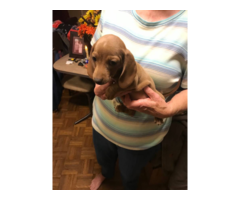 10 weeks old mini dachshund puppies for sale