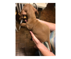 10 weeks old mini dachshund puppies for sale