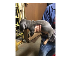10 weeks old mini dachshund puppies for sale