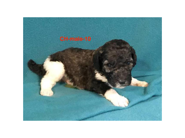 Standard Poodle full AKC
