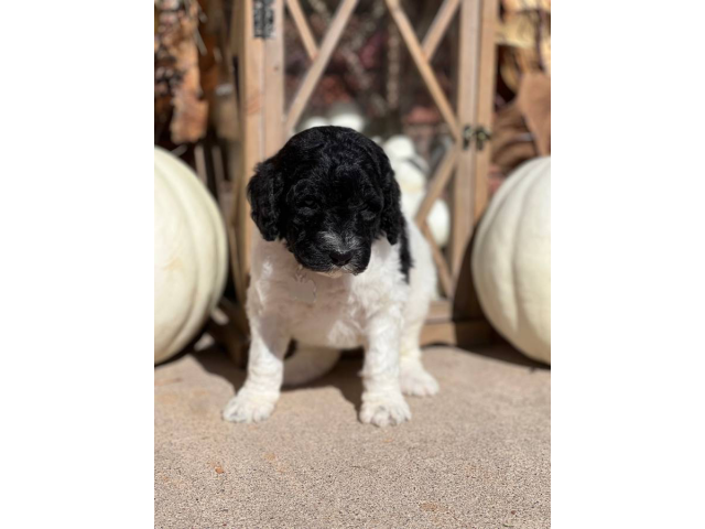 6 weeks old Standard Poodle Puppies