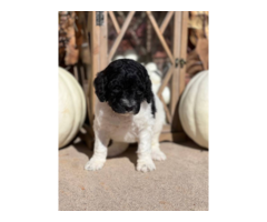 6 weeks old Standard Poodle Puppies