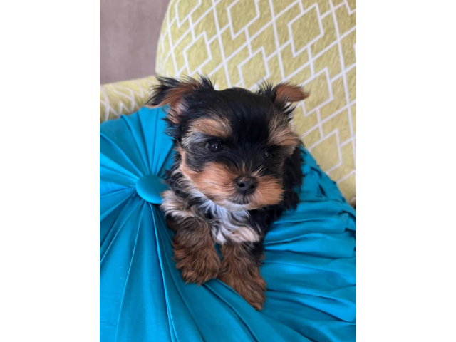 Beautiful litter of tiny toy Yorkies