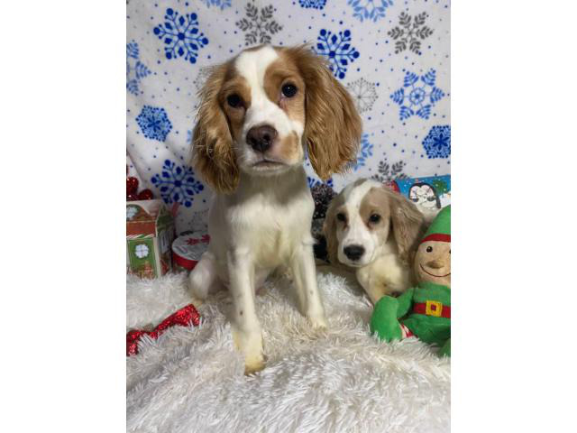 Fullblooded English cocker spaniel puppies for sale