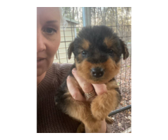 Beautiful Airedale terrier puppies