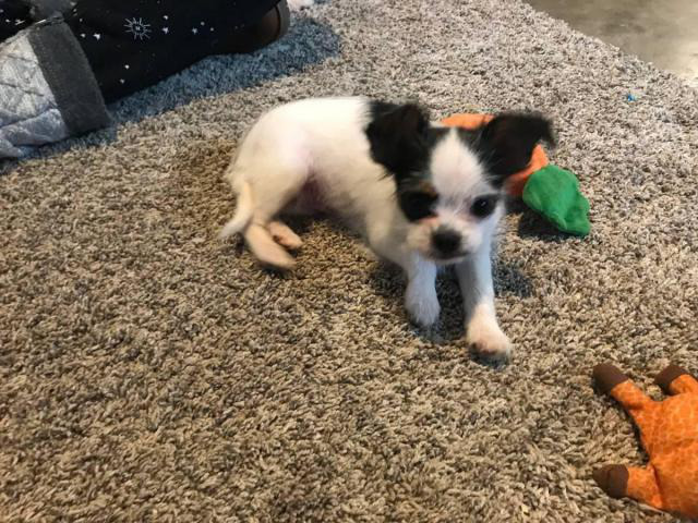 3 adorable Brussel griffon puppies