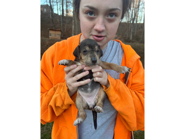 Mountain Cur Puppies