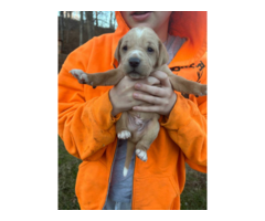 Mountain Cur Puppies