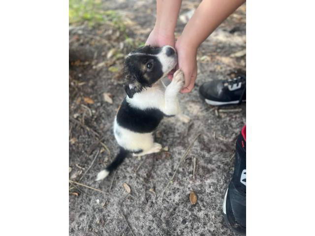 Sweet Papillon puppy