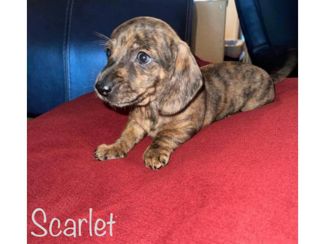 Smooth Coat Chiweenie Puppies