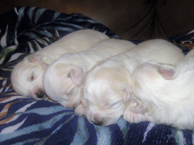 Male and female Coton de Tulear puppies