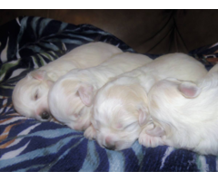 Male and female Coton de Tulear puppies