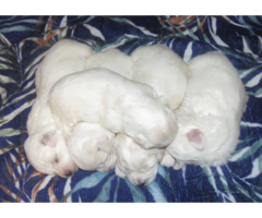 Male and female Coton de Tulear puppies