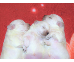 Male and female Coton de Tulear puppies