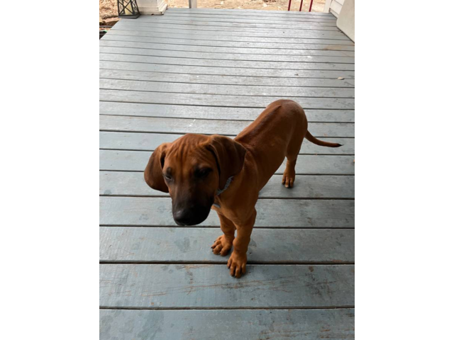 2 Rhodesian ridgeback puppies
