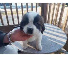 Saint bernard puppies for sale