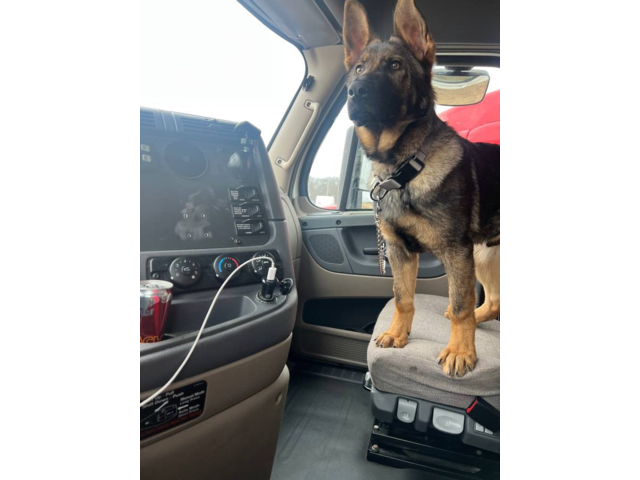 Outstanding Male German Shephed puppy
