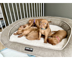 Purebred Vizsla Puppies for Sale