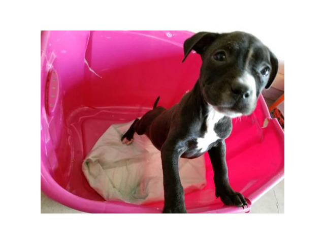 1 female American Bully puppy, 8 weeks