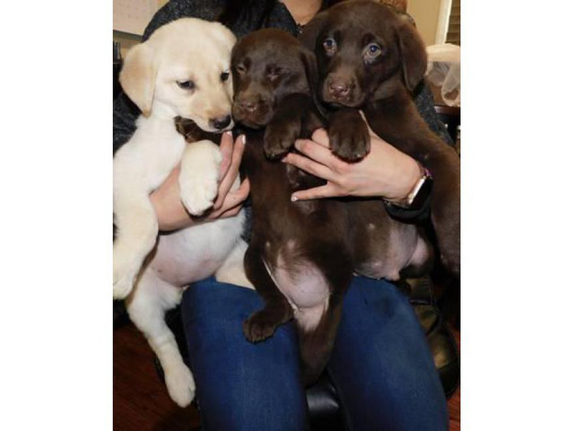 9 weeks old Lab Puppies