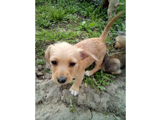 Beautiful Chiwinnie puppies ready to go home