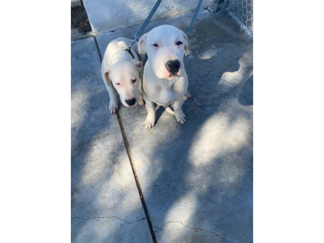 4 months old Dogo Argentino Puppies for Sale