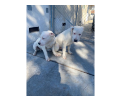 4 months old Dogo Argentino Puppies for Sale