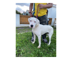 4 months old Dogo Argentino Puppies for Sale
