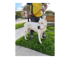4 months old Dogo Argentino Puppies for Sale