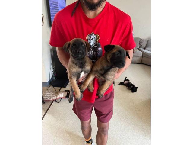 6 Belgian Malinois Puppies