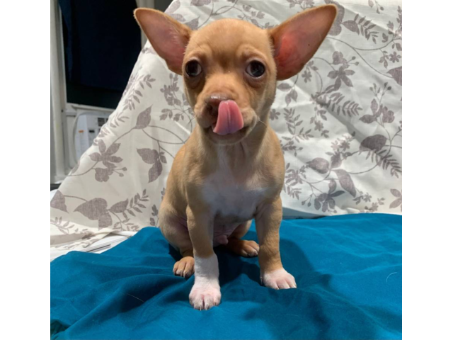 Male Chihuahua Puppies