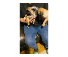 Two Apricot Purebred Pug Puppies for Sale