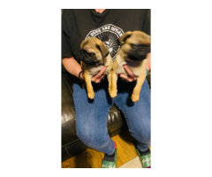 Two Apricot Purebred Pug Puppies for Sale