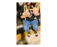 Two Apricot Purebred Pug Puppies for Sale