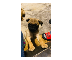 Two Apricot Purebred Pug Puppies for Sale