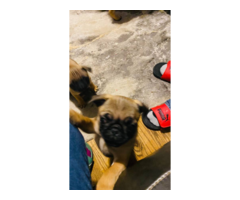 Two Apricot Purebred Pug Puppies for Sale
