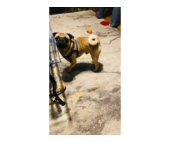 Two Apricot Purebred Pug Puppies for Sale