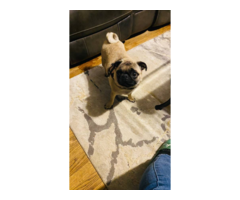 Two Apricot Purebred Pug Puppies for Sale