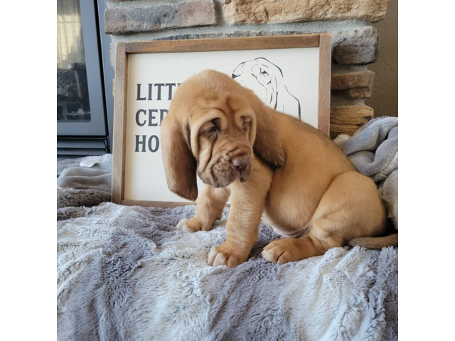 AKC Registered bloodhound puppies for sale